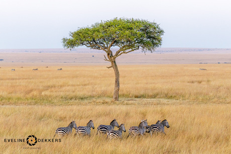 Masai Mara vanuit de luchtballon