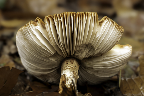 Gesneuveld in de wind 