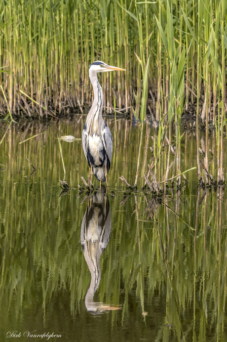 blauwe reiger