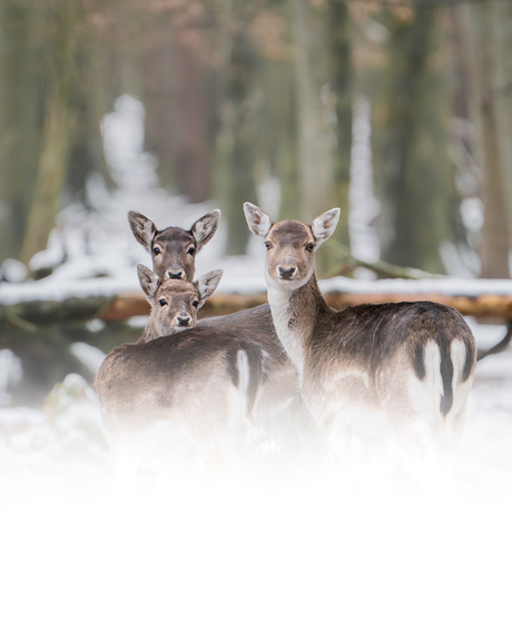 Damhertjes in de sneeuw