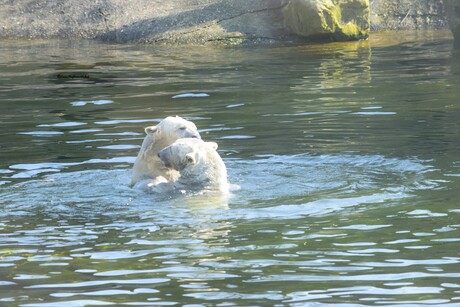 IJsberen aan het spelen in het water 