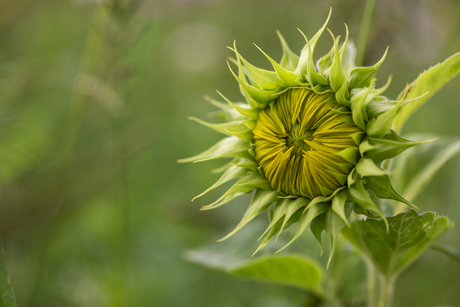 zonnebloem