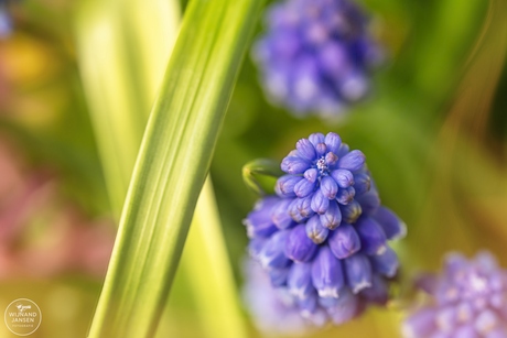 Armeense druifhyacint