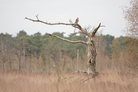 Slechtvalk op de uitkijk