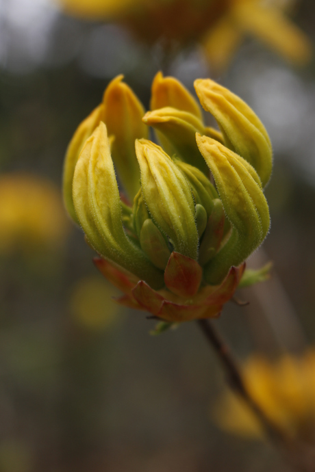 Lente in Maak...