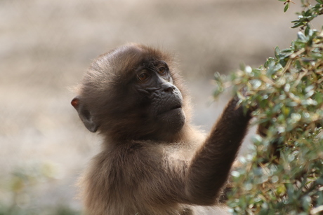 Jonge Gelada