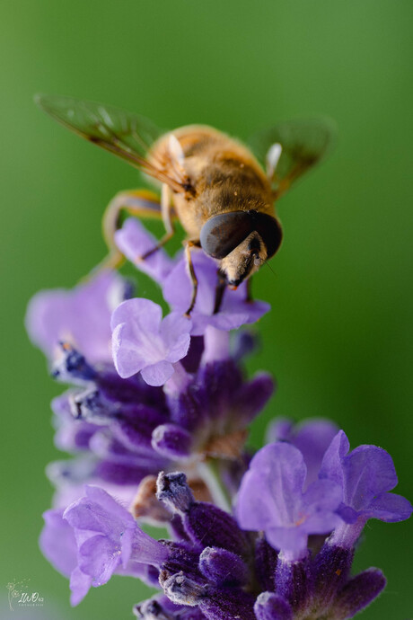 Zweefvlieg, blinde bij (Eristalis tenax)