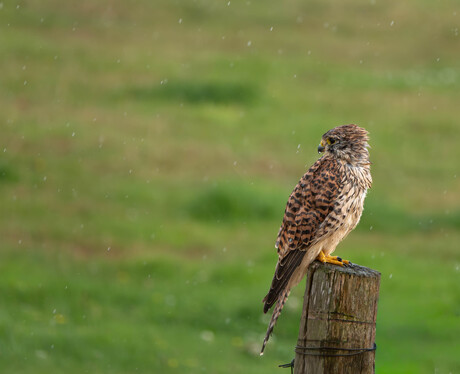 Torenvalk in de regen 
