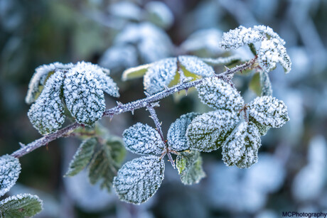 Winterwandeling, Valkenburg, Limburg