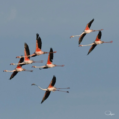 Flamingos in Nederland en Duitsland