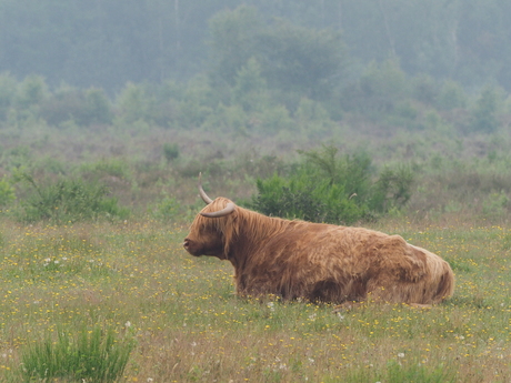 Schotse Hooglander