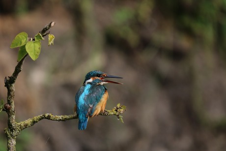 IJsvogel