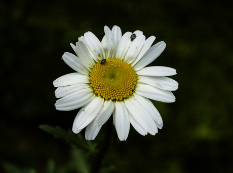 Margriet met Tapijtkevers