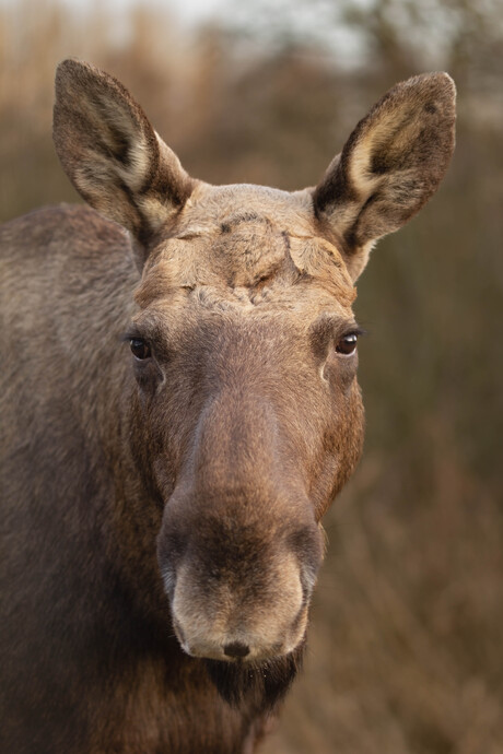 Portret van een eland