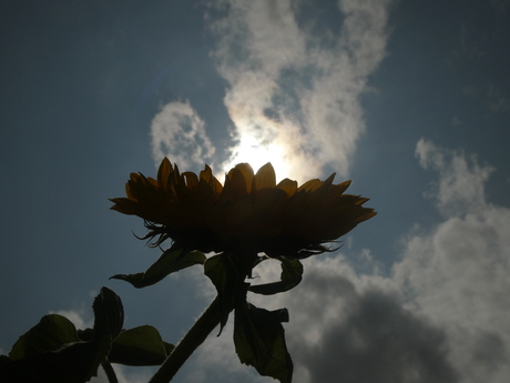 Zonnebloem in vuur en vlam