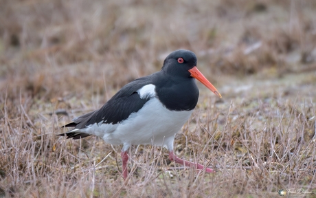 Scholekster op pad bij de Punt van Reide.