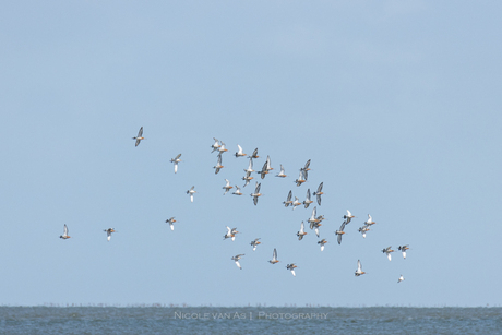 Wad een vogels.