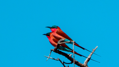 Carmine Bee-eaters