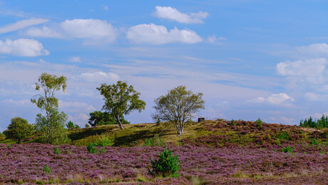 zie uit naar de zomer