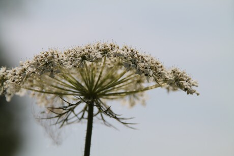 Schermbloem in de zon