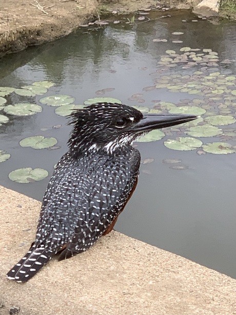Afrikaanse reuzeijsvogel