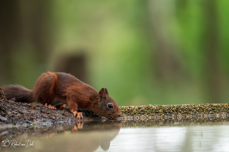Dorstig Eekhoorntje