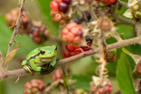 Kermit de Boomkikker