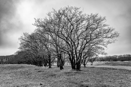 Takken, heel veel takken