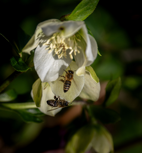 leven op de kleine boerderij