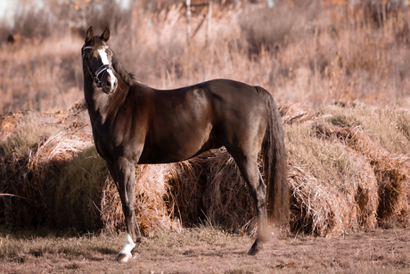 paard