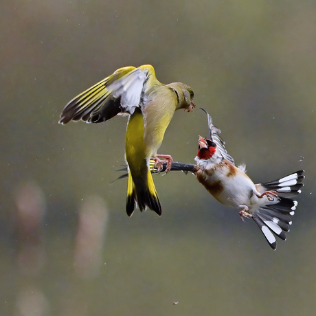 Putter vs. Groenling