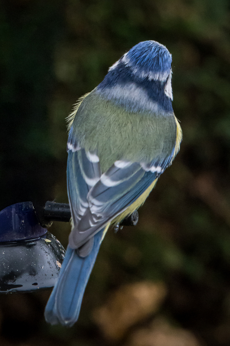 Kijk eens naar mijn achterkant!