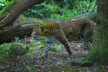 Panther 