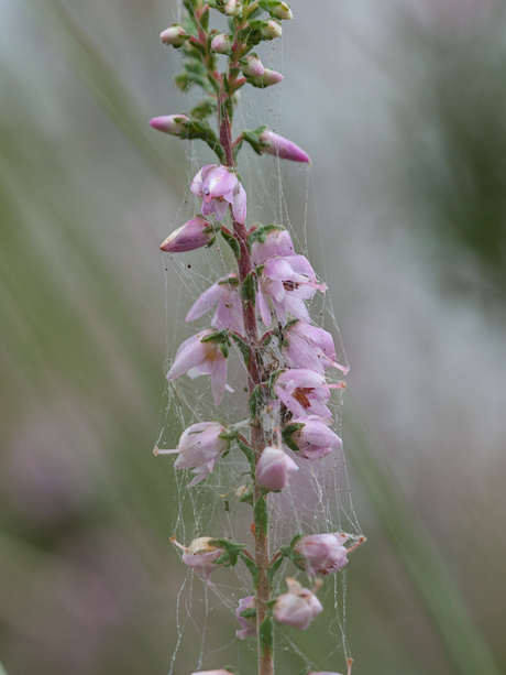 De natuur in pasteltinten 