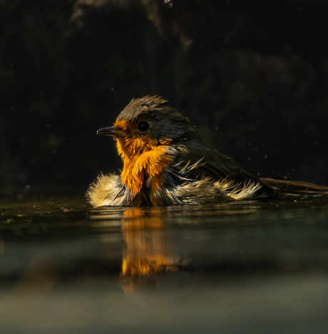 roodborstje neem een bad