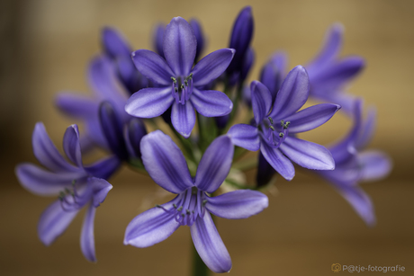 Agapanthus Blue Thunder