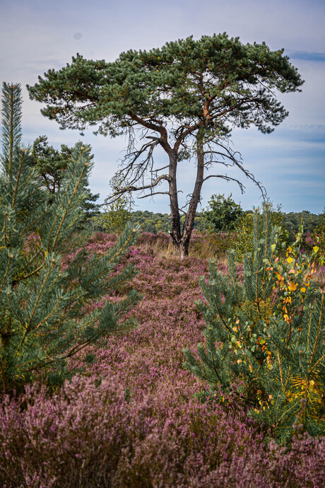 Kalmthoutse heide