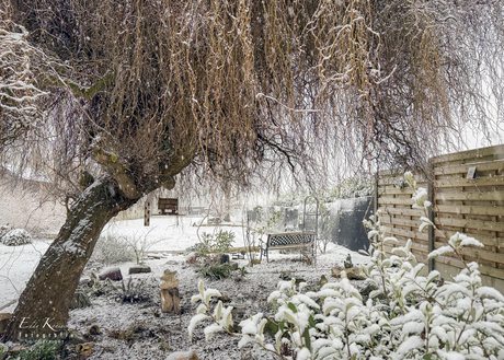 Winter in de tuin.