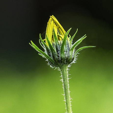 Aardpeerbloemknop