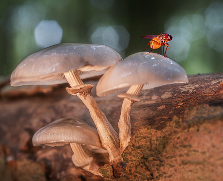 Olifant in porseleinkast? 
