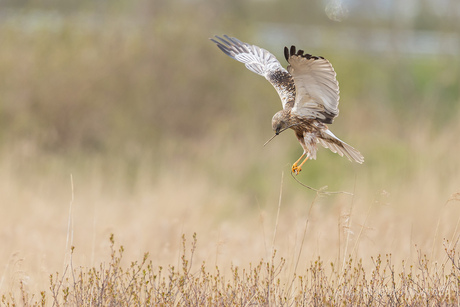 Even naar de bouwmarkt geweest.