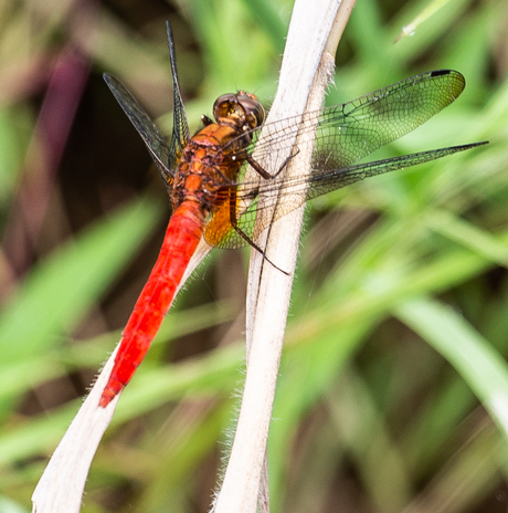 Libelle in de Sawa's