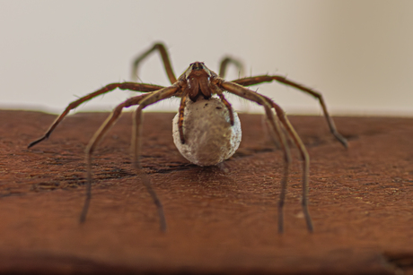 Kraamwebspin