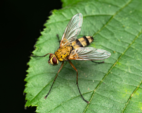 focalpointnarratives