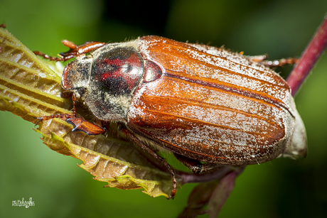 Bovenaanzicht Meikever: Macrofotografie