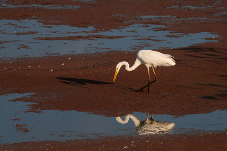 Witte reiger met reflectie en schaduw