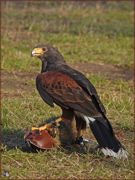 Woestijnbuizerd ...