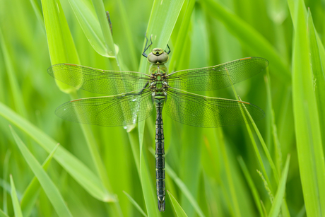 Grote Keizerlibel