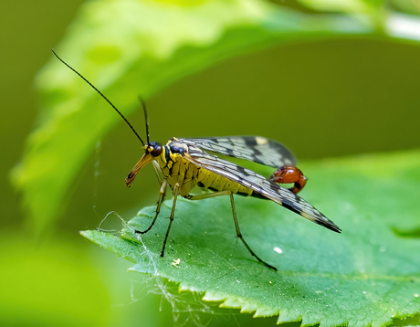 Schorpioenvlieg ( Male)