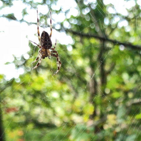 Spinnenweb herstellen